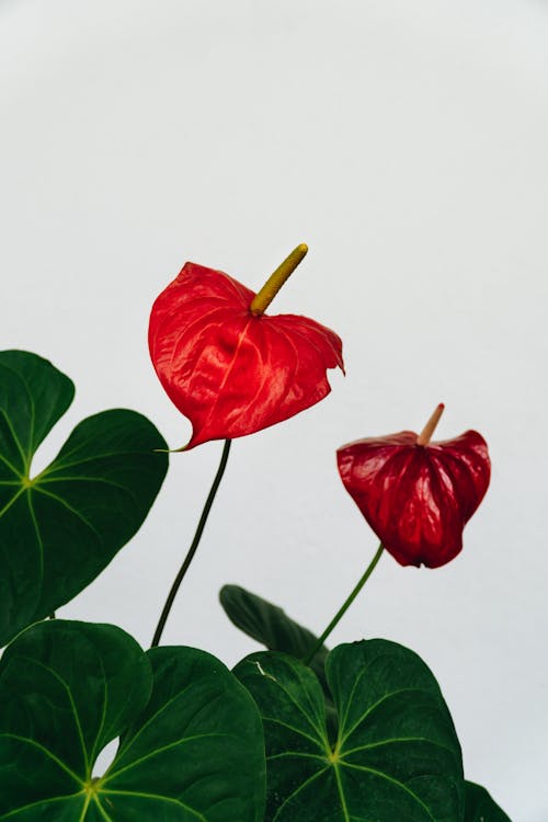 Blooming red Anthurium flowers with green leaves