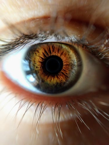 Close Up of Human Eye · Free Stock Photo
