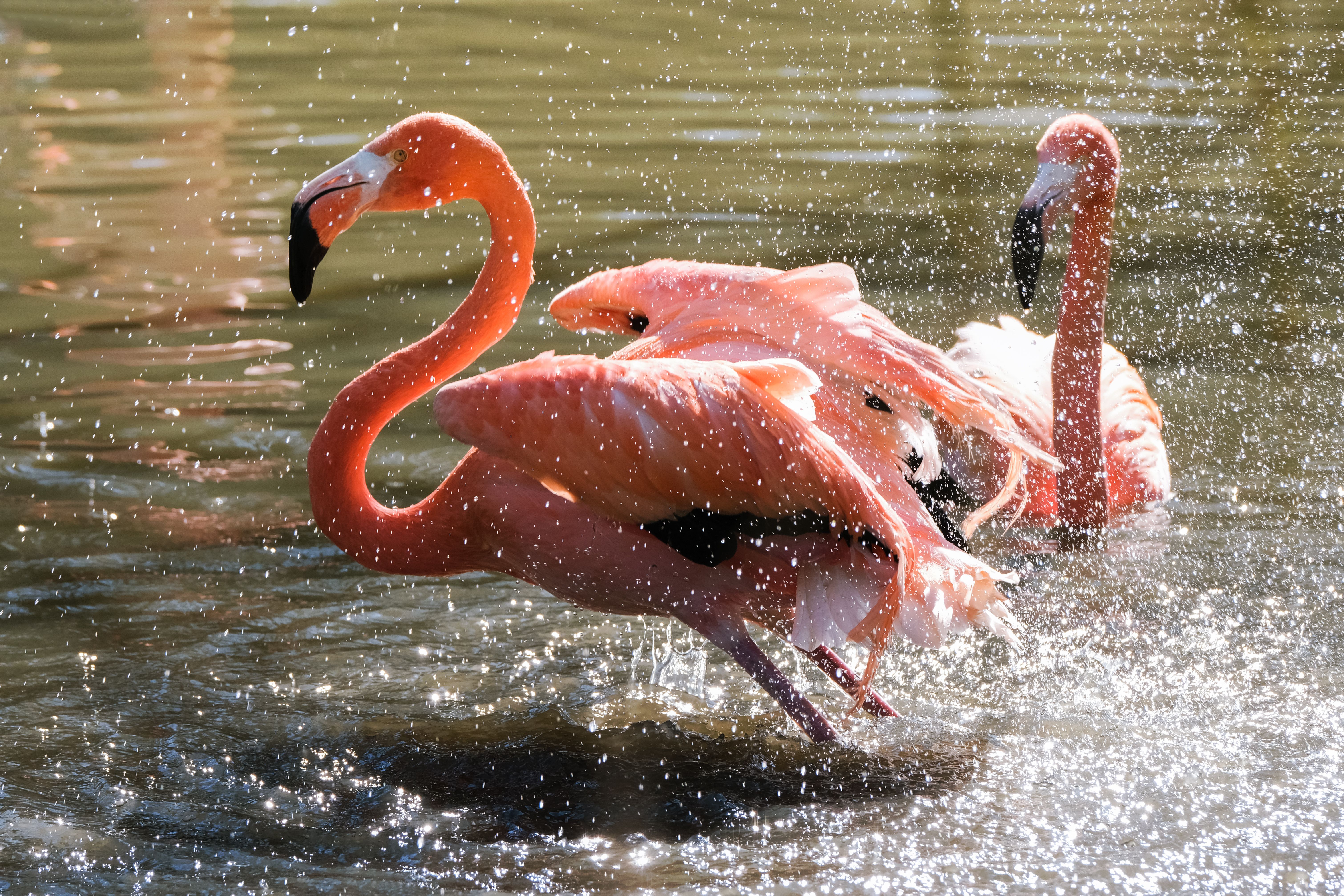 Dynamic shot of pink flamingos splashing in a sunny water scene.