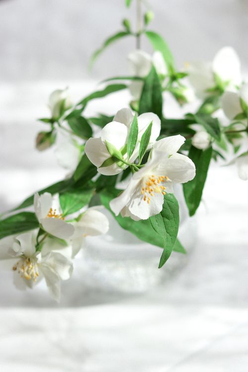 Free Elegant close-up of blooming white jasmine flowers in a glass vase. Stock Photo