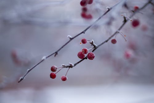 Бесплатное стоковое фото с ветви, вишня, зима