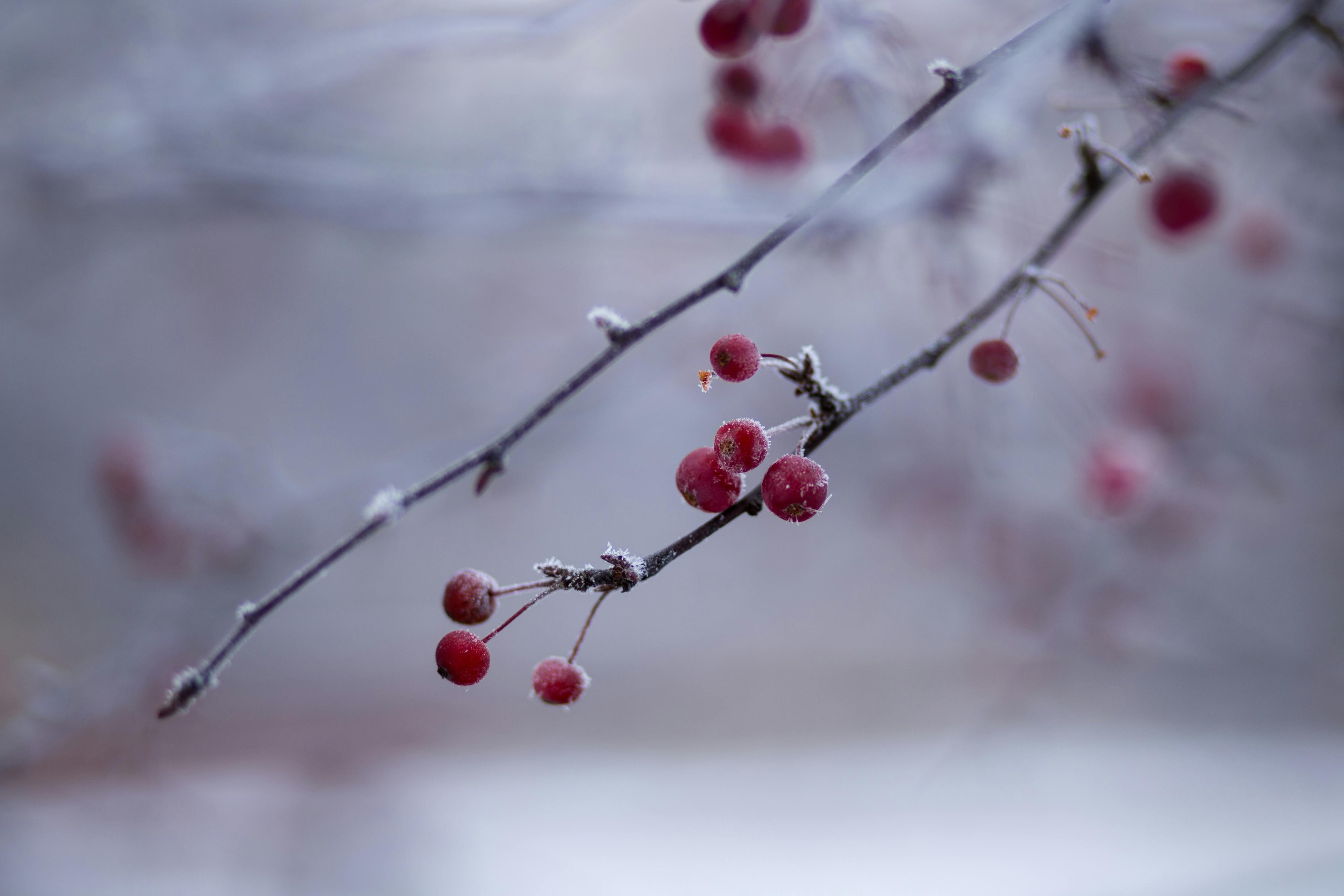 Free stock photo of ICEE, 冬季, 冰