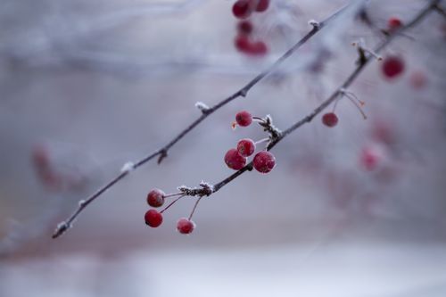 Free Close-up of frosted red berries on a branch in winter, highlighting nature's beauty. Stock Photo