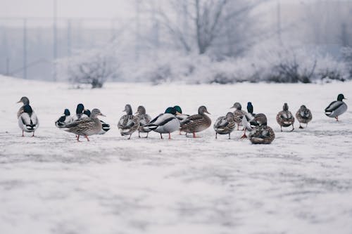 Flock of Mallard Ducks