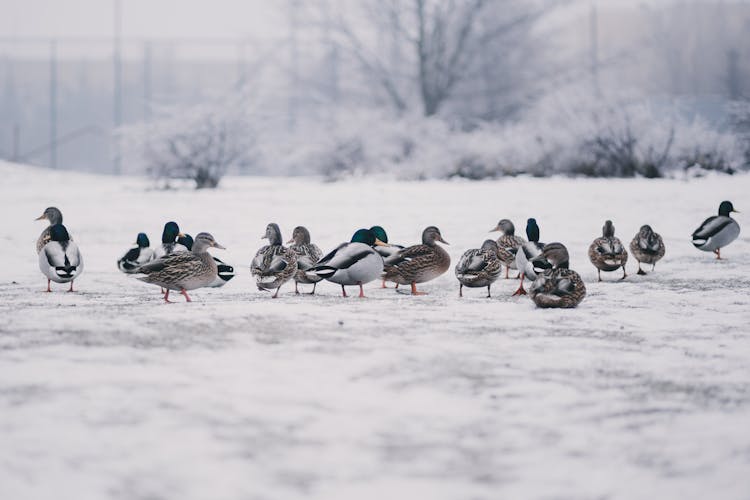 Flock Of Mallard Ducks