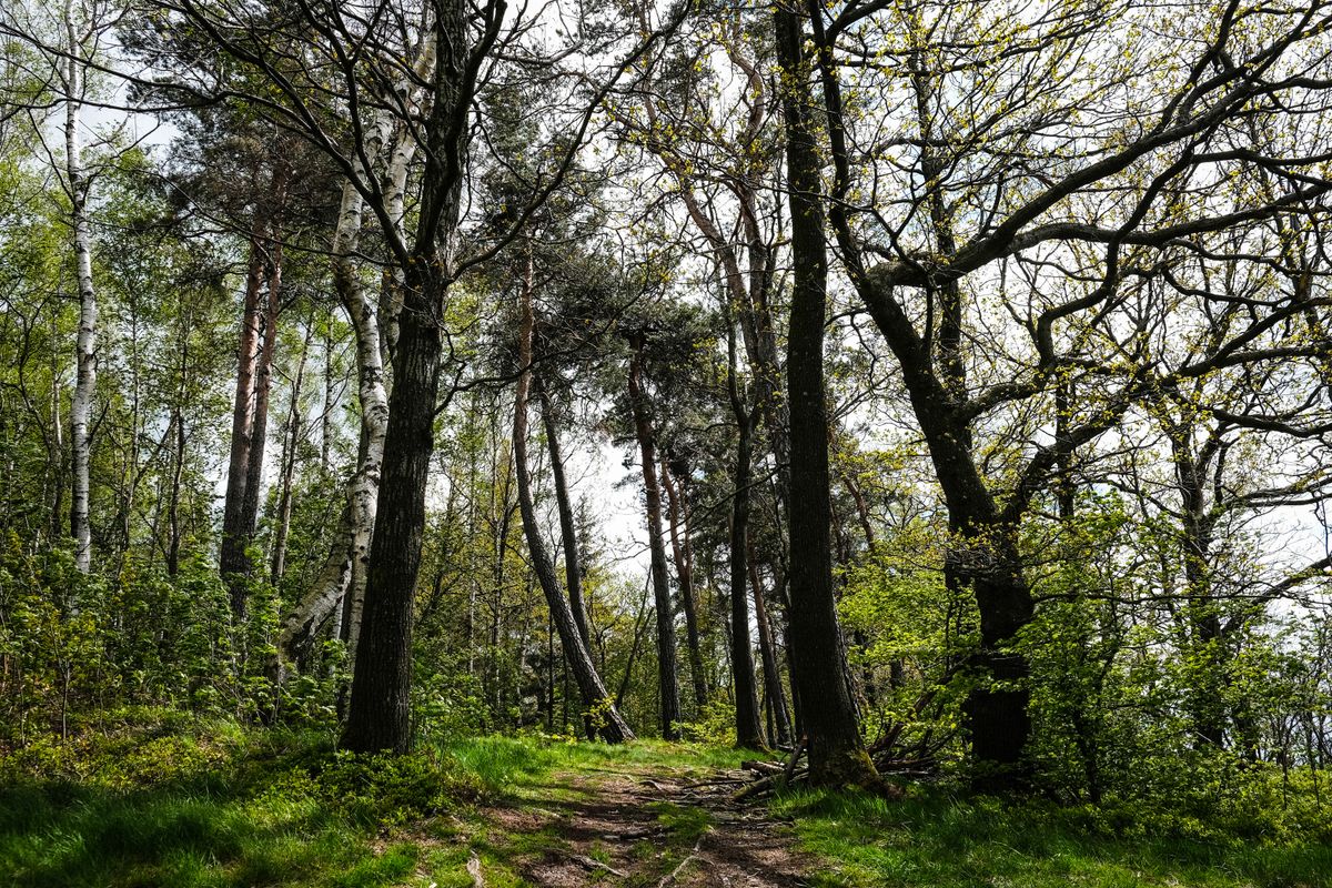 Primrose Wood Natural Burial Ground, Little Waldingfield, Suffolk