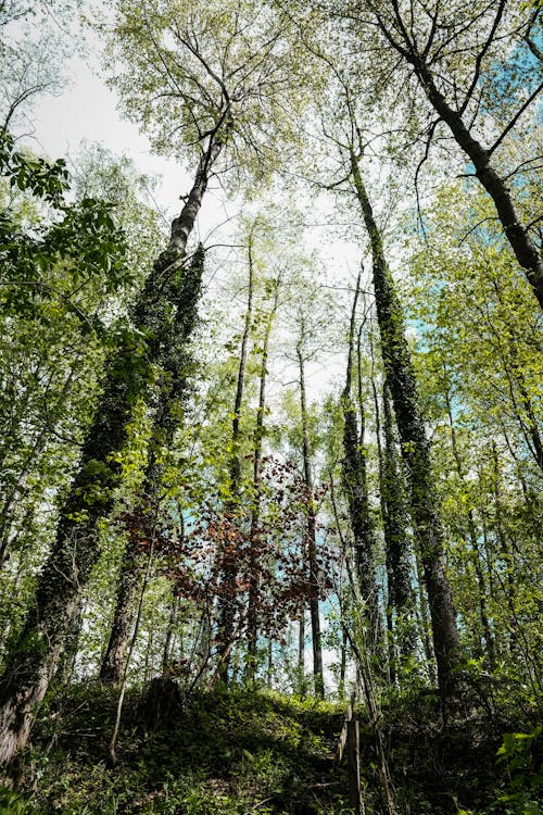 grátis Foto profissional grátis de árvores altas, filiais, floresta Foto profissional