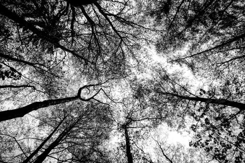 Grayscale Photo of Trees in a Forest