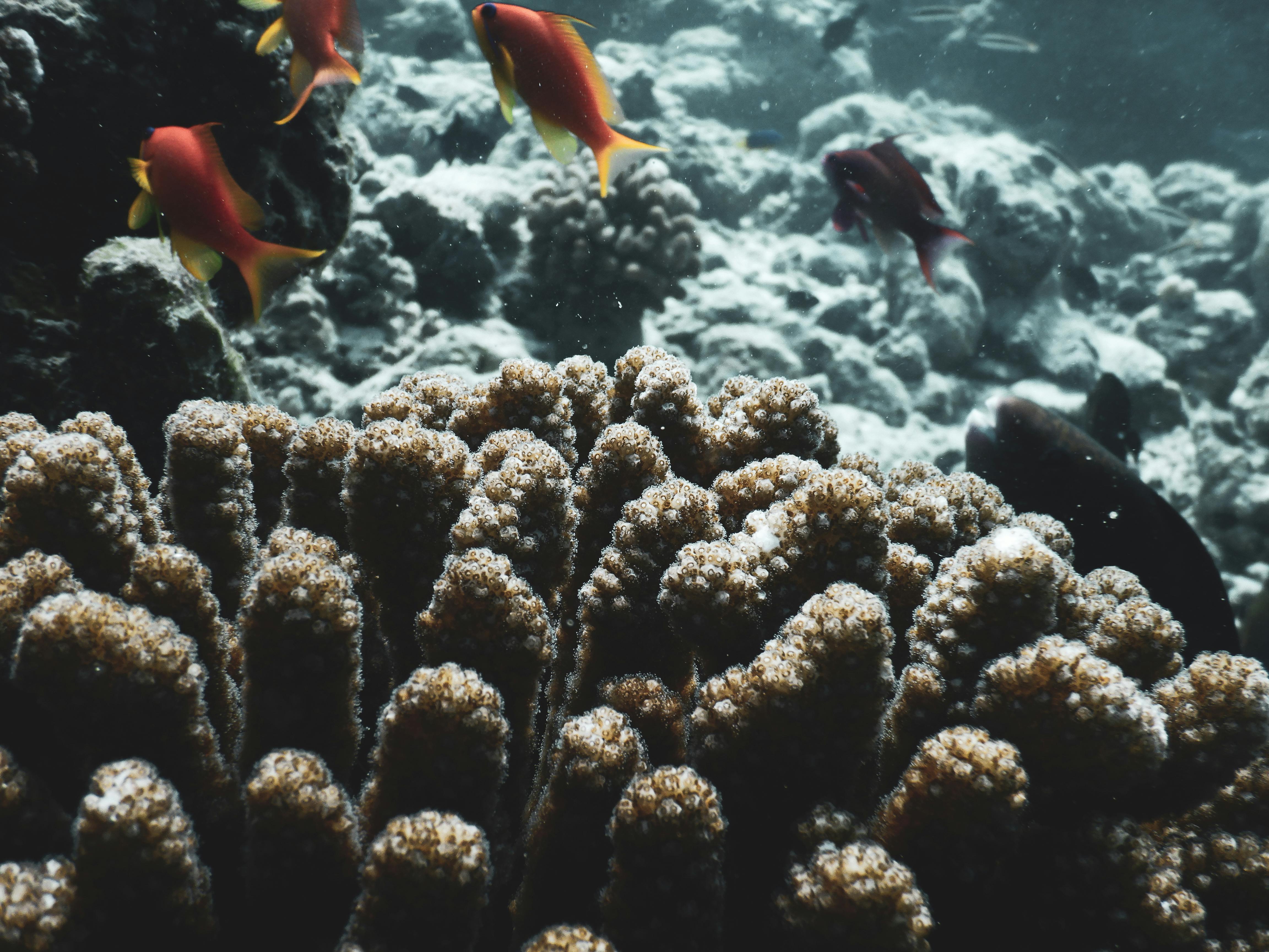 Free stock photo of 30x30, blue, blue ocean