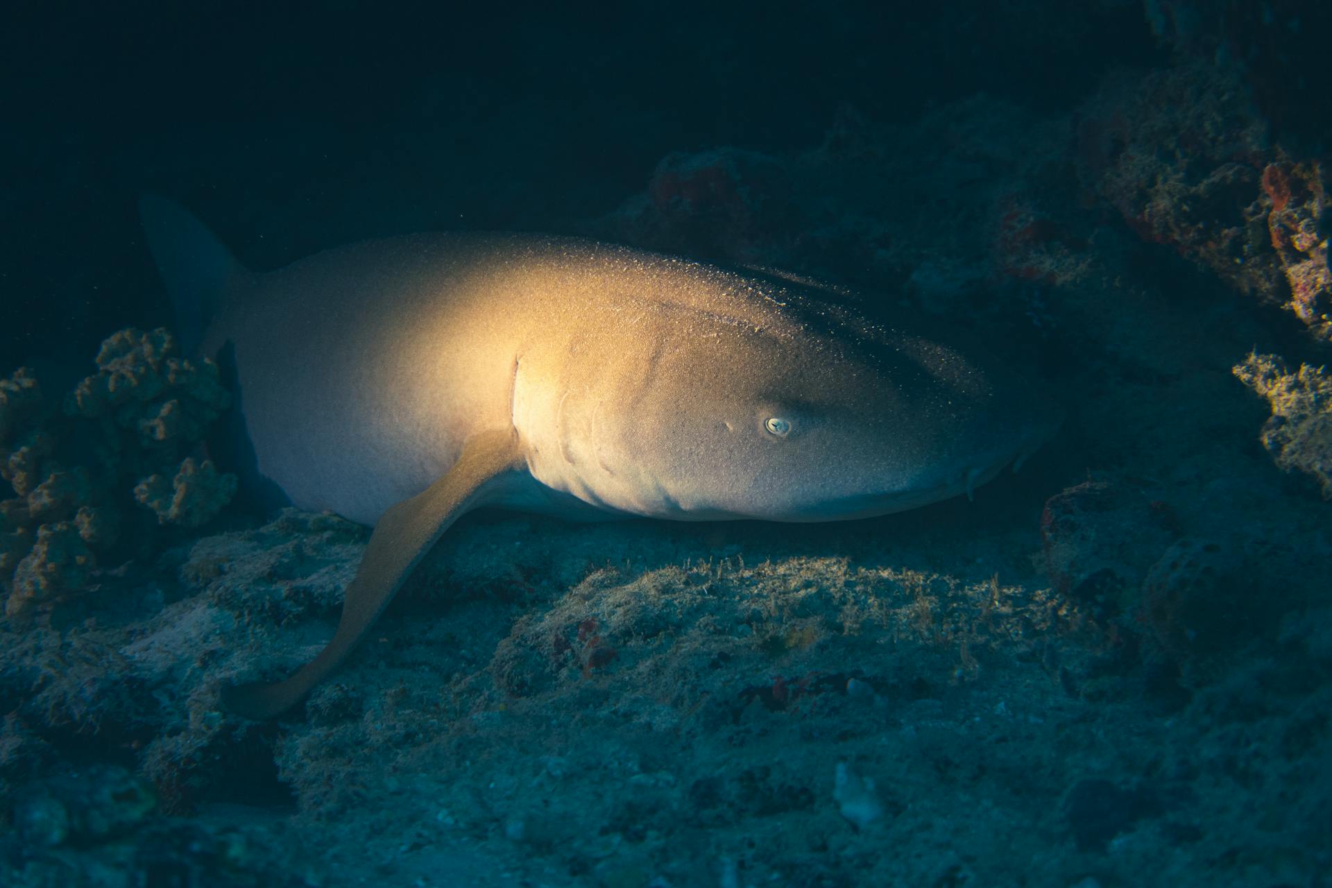 An underwater shot of a nurse shark resting on the ocean floor in a coral reef.