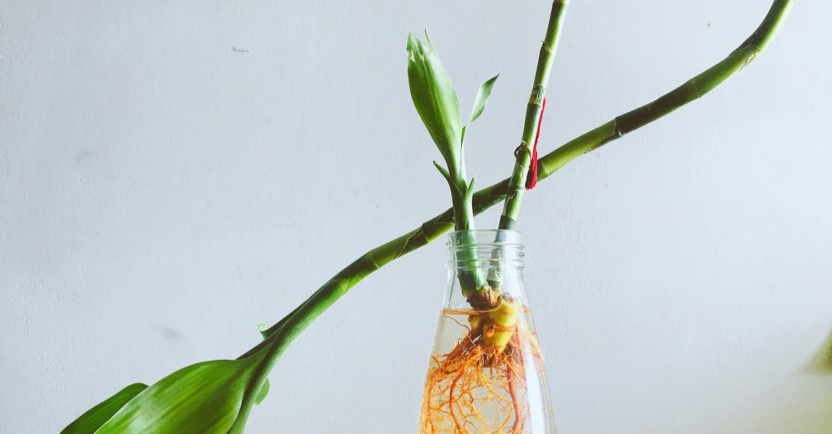 How to kill bamboo roots permanently