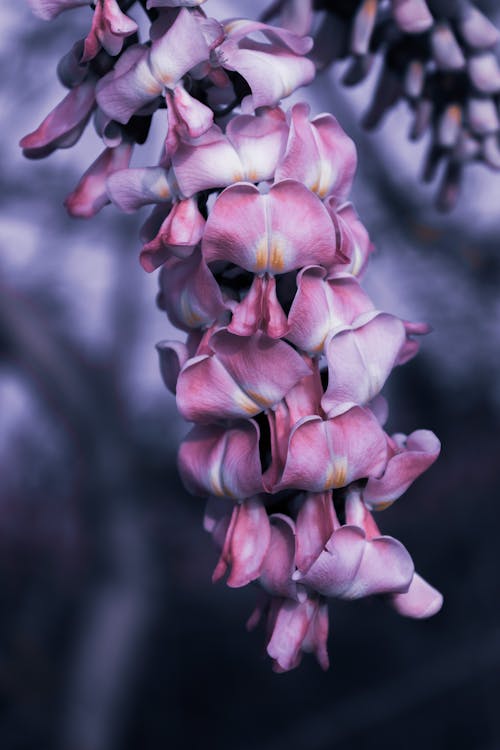 Gratis stockfoto met bloeien, bloeiend, bloem fotografie