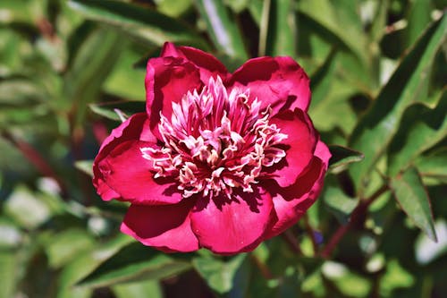 Free Close-up Photo of a Red Peony Flower Stock Photo