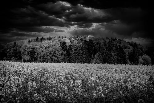 Foto d'estoc gratuïta de blanc i negre, bosc, camp de flors