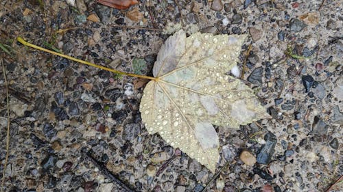 Foto d'estoc gratuïta de bosc de tardor, fulla d'auró, fullatge