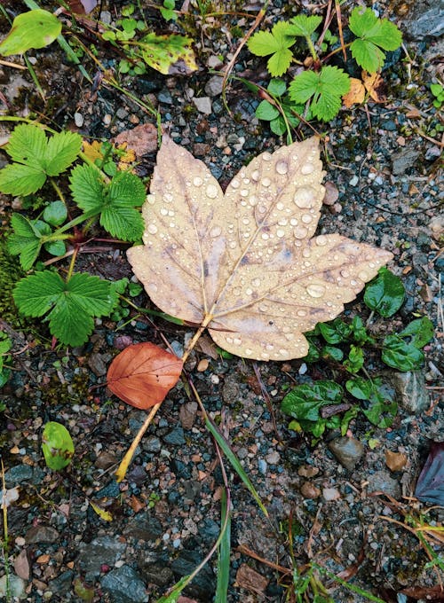 垂直拍攝, 楓葉, 水滴 的 免費圖庫相片