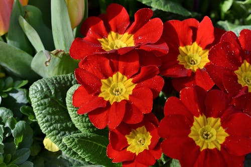 Ingyenes stockfotó piros virágok, virágágy, virágzó virágok témában