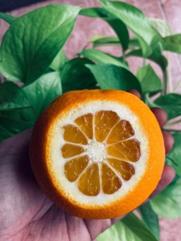 Close-up of a hand holding a sliced orange with vibrant green leaves in the background.