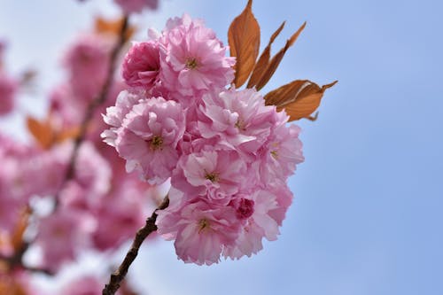 Ingyenes stockfotó ág, bimbó, cseresznyevirág témában