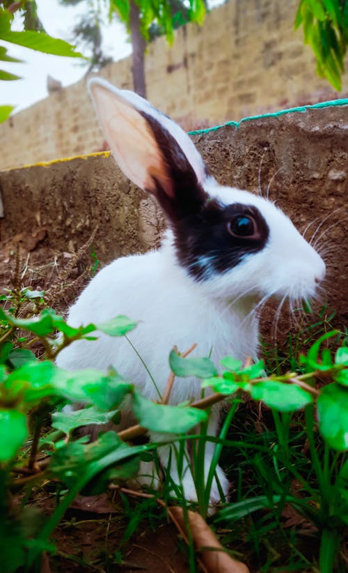 Free stock photo of animal eye, grewal, nature photography