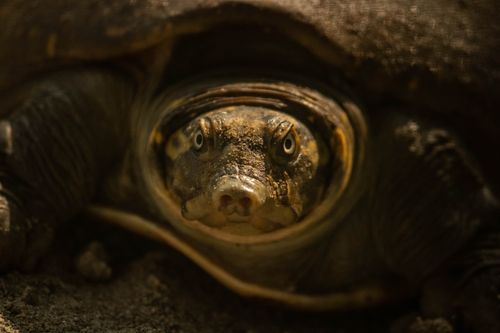 Free Detailed view of an Indian flapshell turtle (Lissemys punctata) in Dharmpur, UP, India. Stock Photo