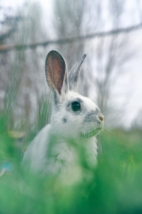 Foto stok gratis berbulu, binatang, bulu