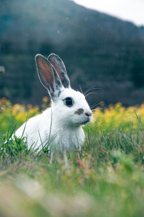 Free Close-up of a white rabbit in a grassy field with a blurred background. Perfect for spring-themed content. Stock Photo