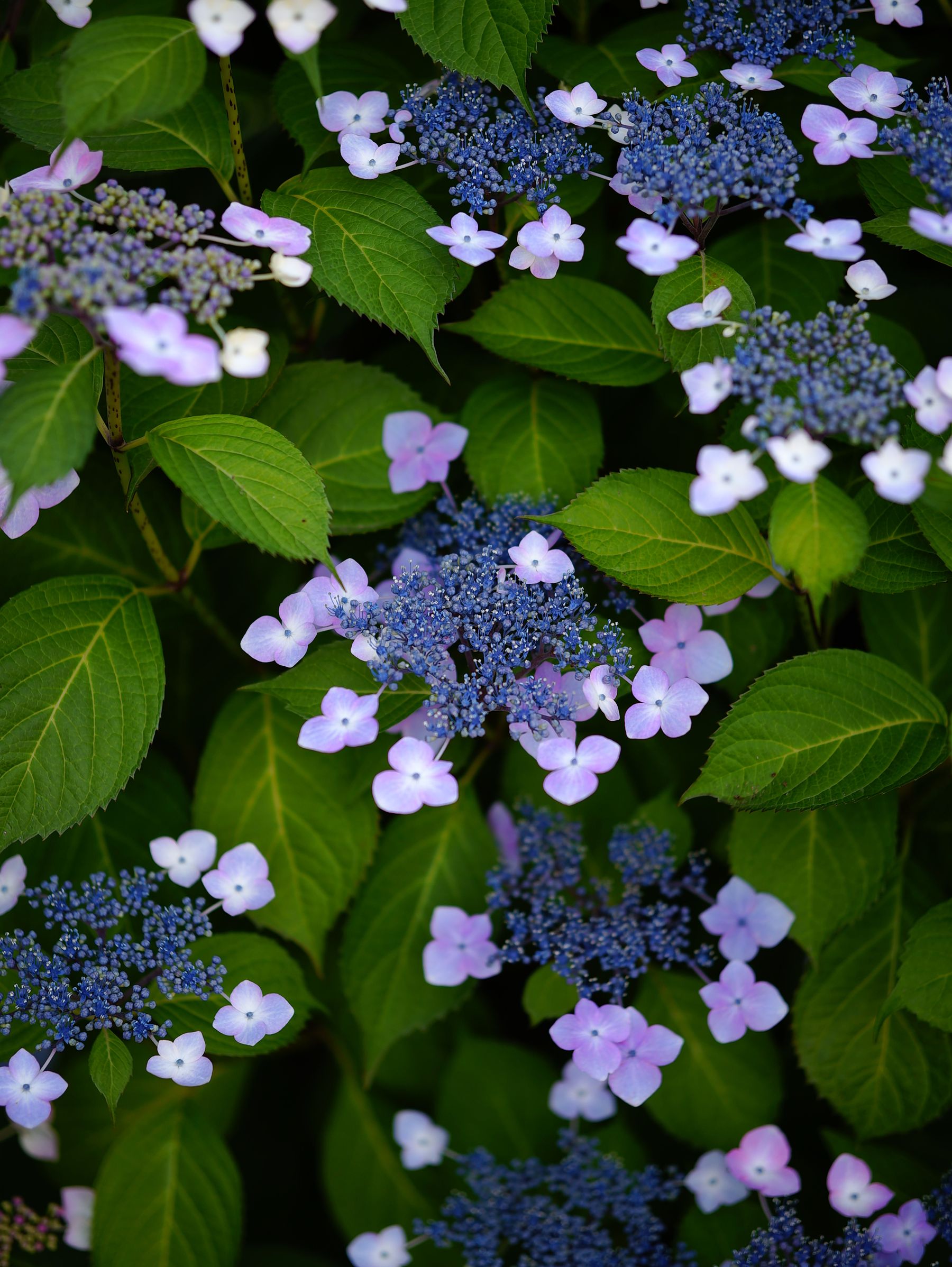 Best Time to Prune New-Wood Hydrangeas — hydrangea pruning and care