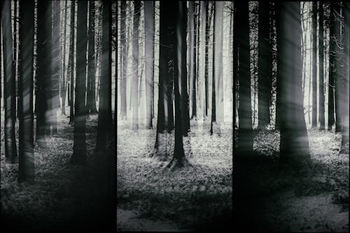 Free stock photo of black and white, double exposure, forest