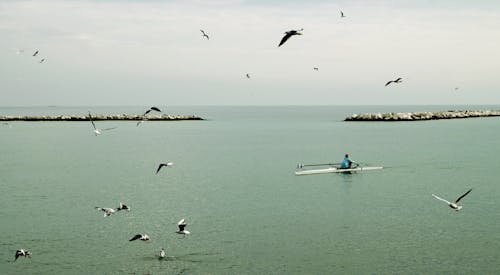 Fisherman Riding Boat in the Middle of Ocean With Flock of Gulls at Daytime