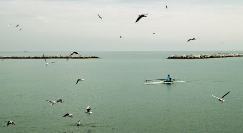 Free Tranquil scene of a lone fisherman rowing amidst seagulls on the open sea. Stock Photo