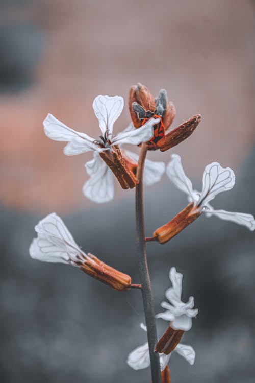 Close-Up Shot of White Flowers in Bloom