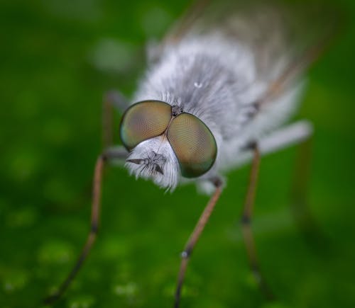 Gratis lagerfoto af dyreliv, entomologi, flue Lagerfoto