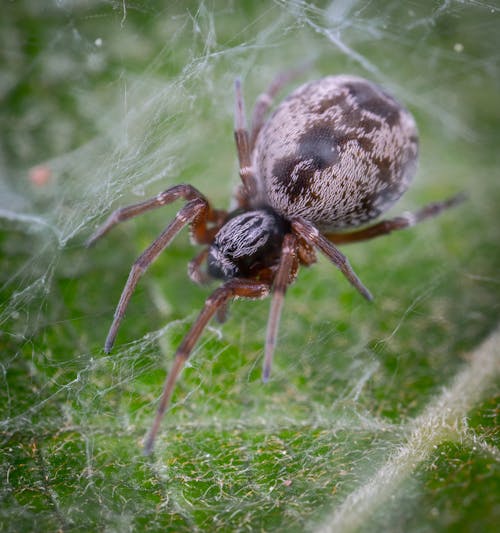 Gratis arkivbilde med dictynidae, edderkopp, edderkoppdyr