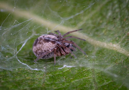 Spider and Spider Web on a Leaf