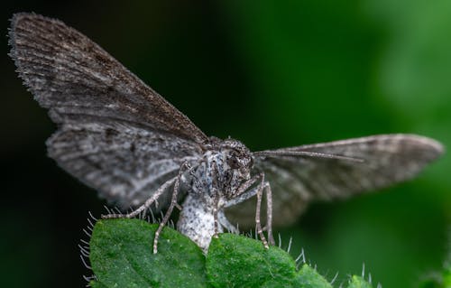 Grey Moth on a Green Leaf 