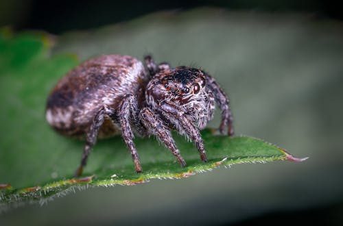 A Spider on a Leaf 
