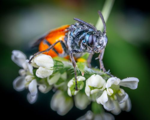Free Elegant macro shot of a colorful fly resting on delicate white flowers, showcasing intricate details. Stock Photo