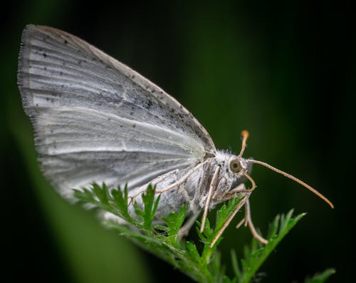 A White Butterfly Perched on Green Leaf in Close Up Photography