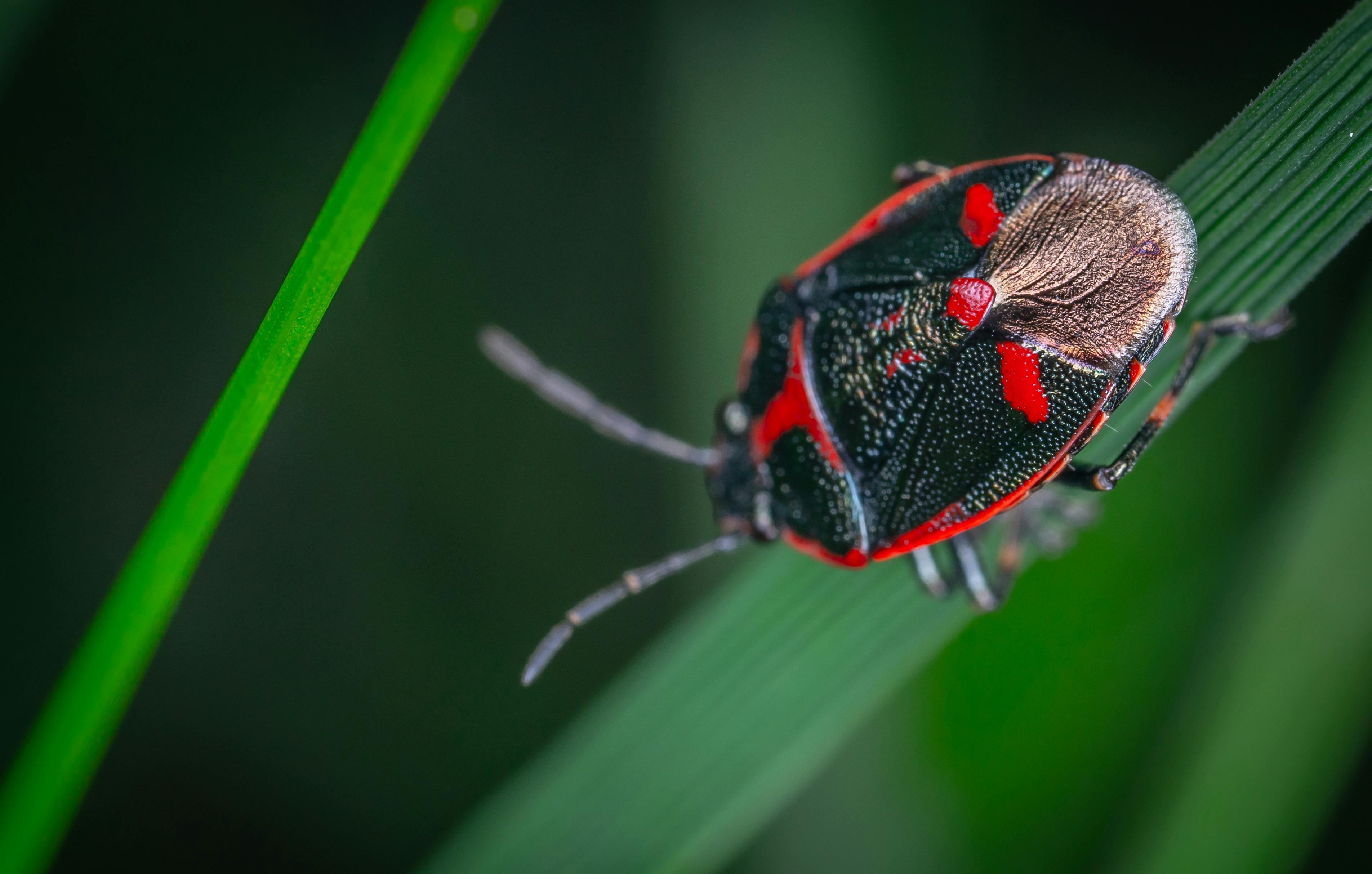 Close-up image of a brassica bug (Eurydema oleracea) on a green leaf.