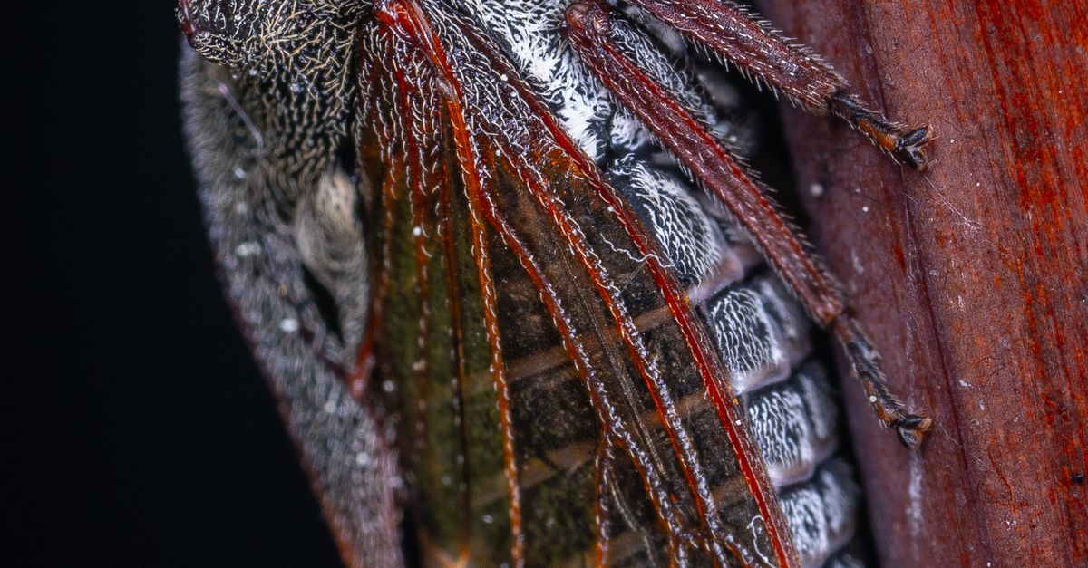 Insect Close Up Pattern Insect in Close Up · Free Stock Photo