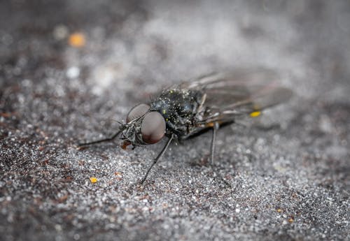 Free A Black Fly on Gray Sand in Macro Photography Stock Photo