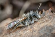 Macro Shot of an Ashy Mining Bee