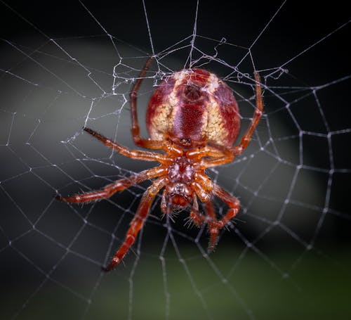 Gratuit Photos gratuites de arachnide, arachnologie, araignée Photos
