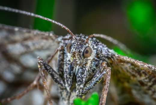 Close-up macro photography of a moth showcasing detailed textures and antennae.