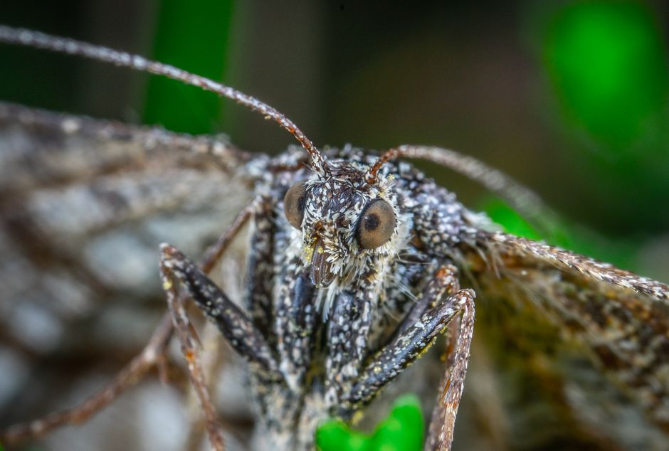 Close-up macro photography of a moth showcasing detailed textures and antennae.
