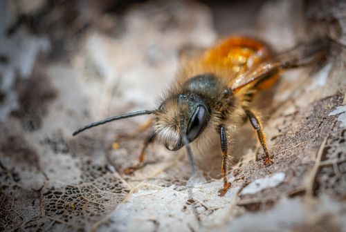 Free Close-up image of a bee resting on a dried leaf, showcasing intricate details. Stock Photo