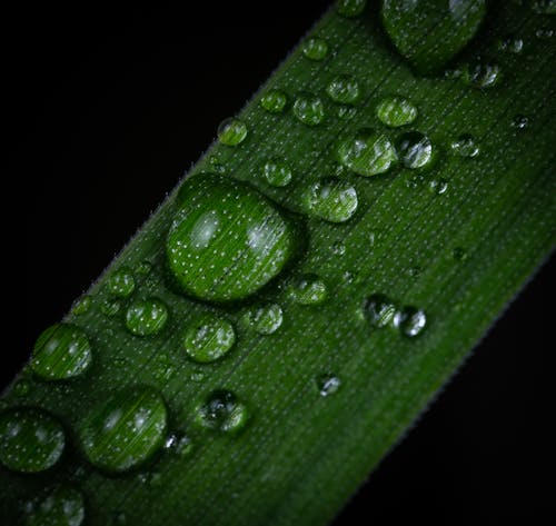 Základová fotografie zdarma na téma dešťové kapky, detail, příroda