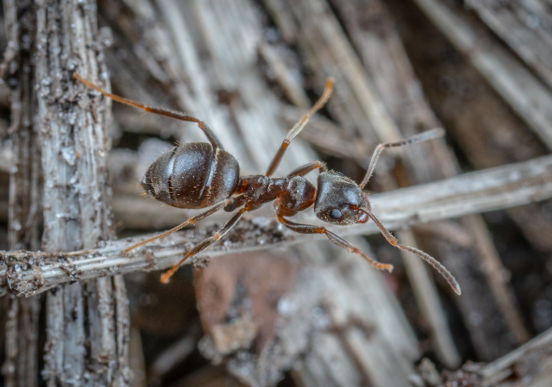 Detailed macro photograph of a fire ant on natural vegetation, showcasing its features.