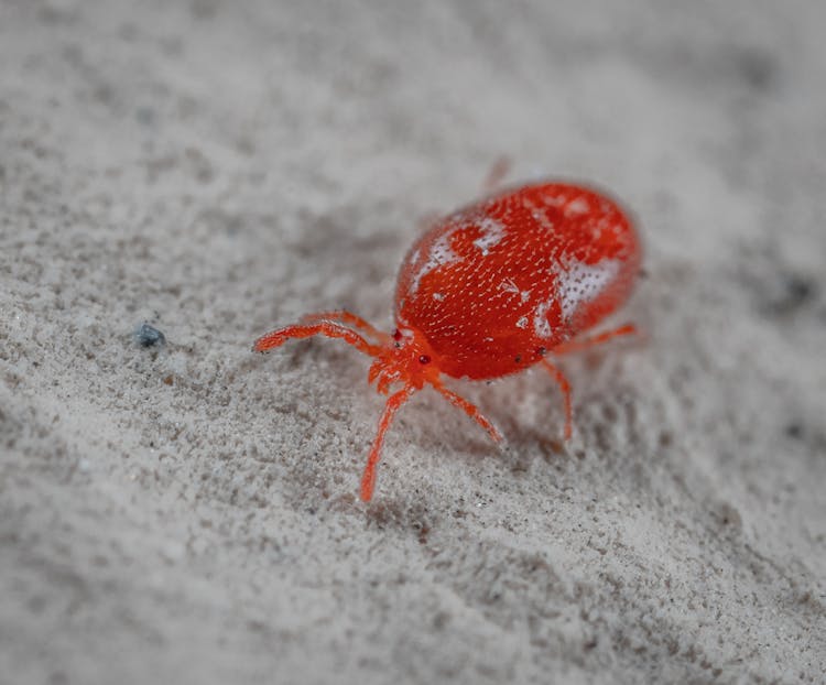 Red Spider On A Sand 